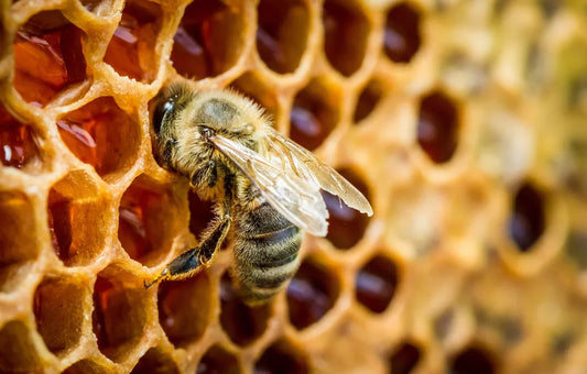 Une jolie abeille en pleine action